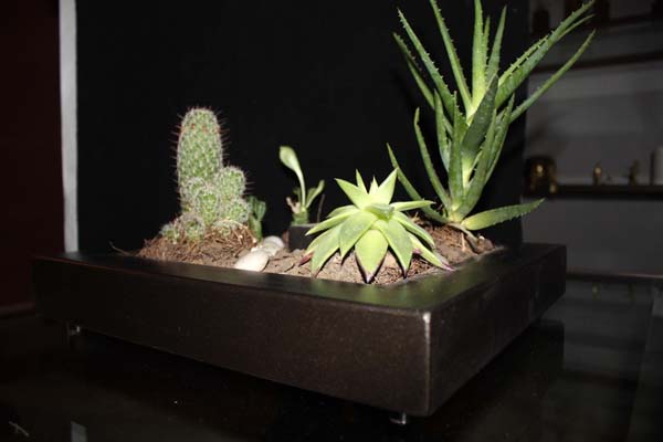 Plantas de Cactus