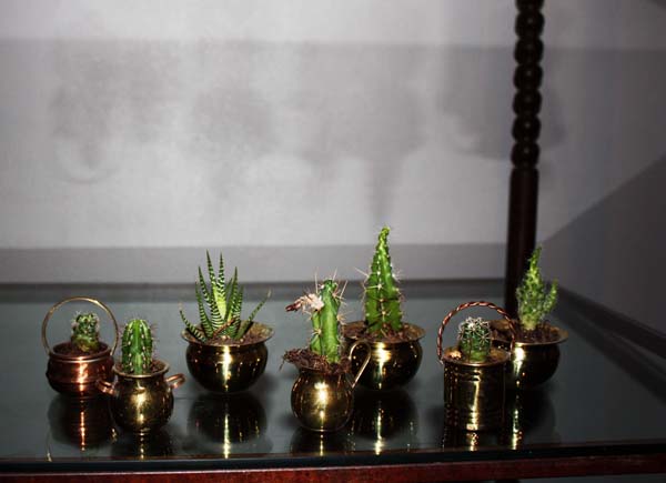 Plantas minis